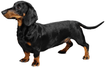 Dachshund, I mean.