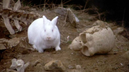Known only as RABBIT in the script.