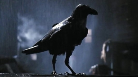 Birds, man.